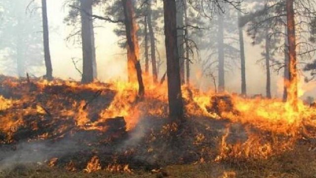 IGJEUM paralajmëron: Rreziku më i madh i zjarreve në pyje është sot pasdite në këto qarqe