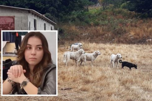 Qentë shqyejnë 20-vjeçaren, babai: Nuk mund ta imagjoj që vajza ime pati një fund të tillë