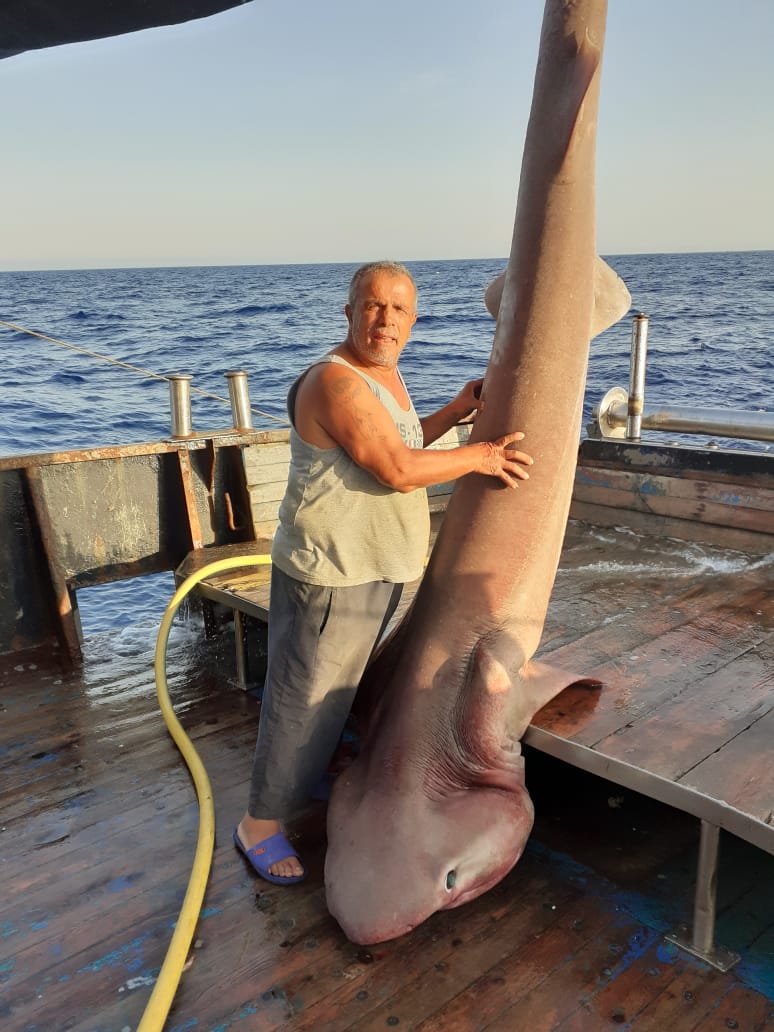 Kapet në Durrës peshkaqeni 5 metra i gjatë dhe 500 kg