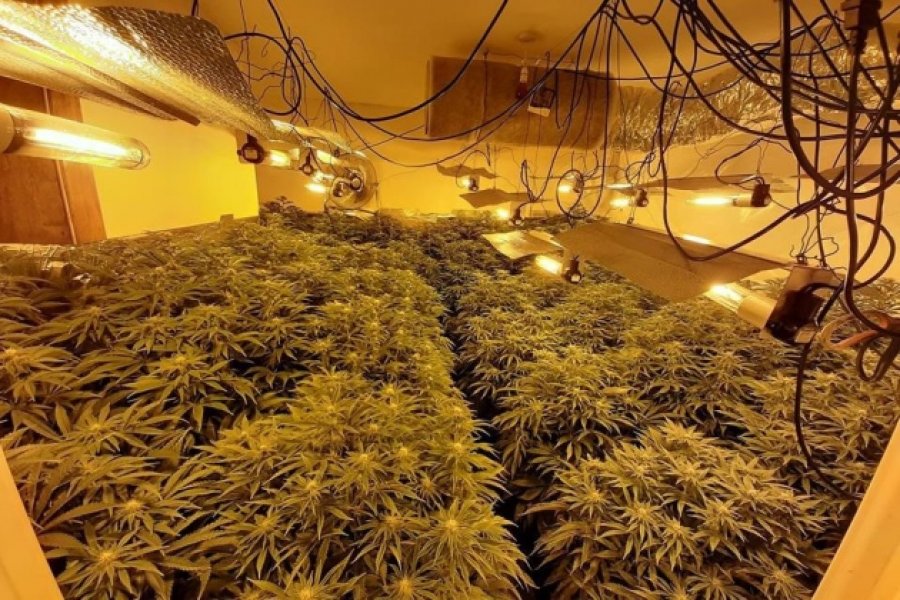 U kap në “shtëpi bari”, arrestohet shqiptari në Angli (EMRI)