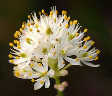 Zbulohet një bimë e re mishngrënëse