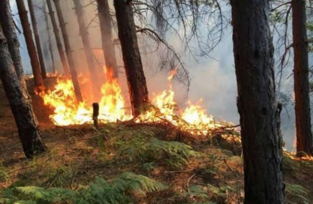 Akuzohen për zjarrvënie të qëllimshme, procedohen tre persona (EMRAT)