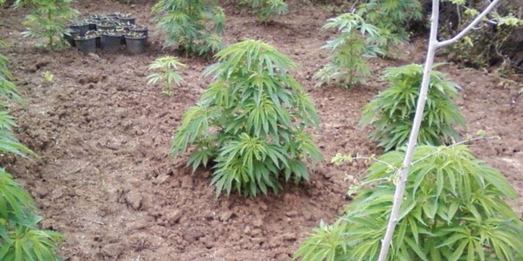 Tentoi të kultivonte bimë narkotike, arrestohet autori (EMRI)