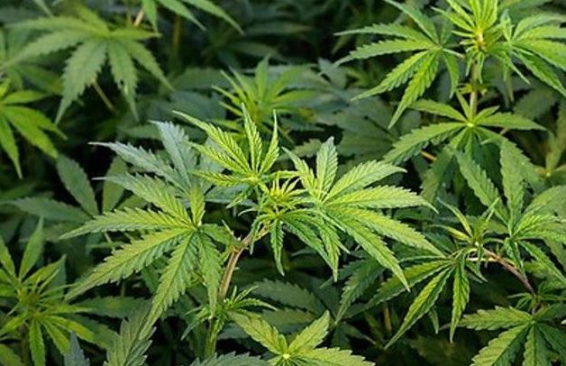 Tentoi të kultivonte drogë mes pyjeve, arrestohet pas një muaji autori (EMRI)