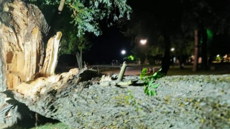Erë e fortë në Pogradec rrëzon një nga pemët më të mëdha të qytetit