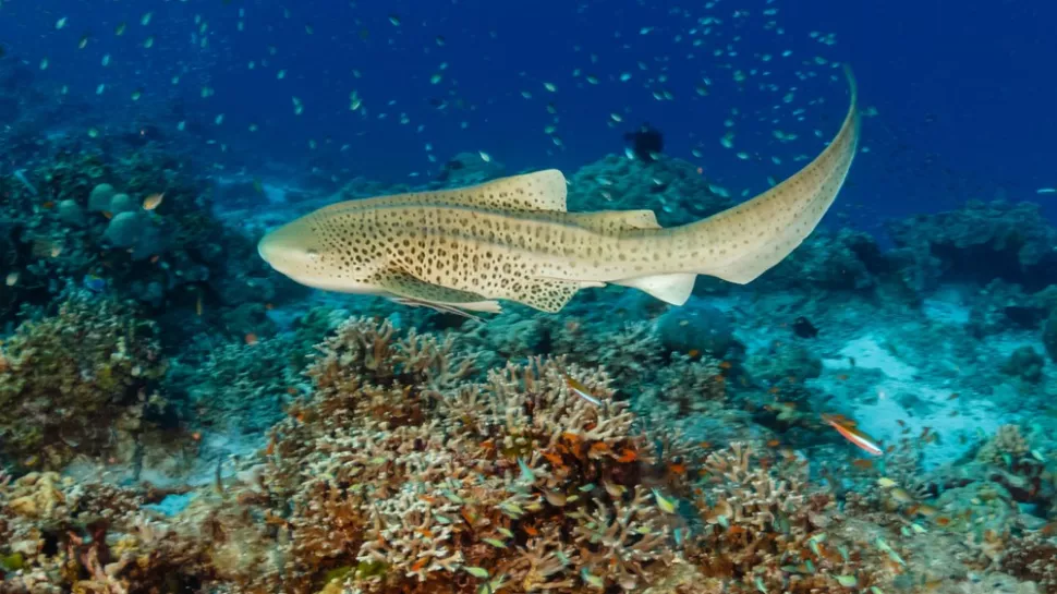 Peshkaqeni femër lind këlysh, pavarësisht se ishte pa mashkull prej 10 vitesh