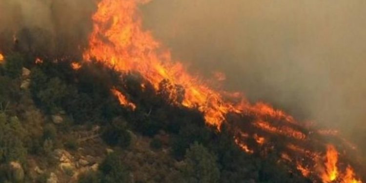 I vuri zjarrin një sipërfaqeje toke pyjore, procedohet autori