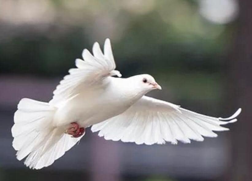 Dita Ndërkombëtare e Paqes, Rama: Shqipëria do vazhdojë të japë kontributin e saj në misione paqeruajtëse anembanë globit