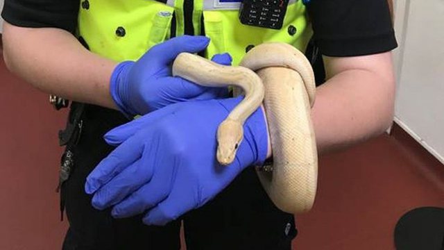 E gjetën brenda dhomës së gjumit, çifti tmerrohet nga pitoni 1.5 metra i gjatë