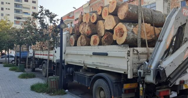 U kapën duke transportuar dru të prera në mënyrë të paligjshme, procedohen 5 persona