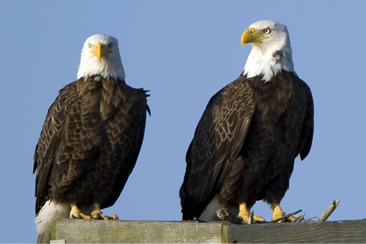 Kafshët po ndryshojnë tiparet e tyre për të përballuar ndryshimet klimatike
