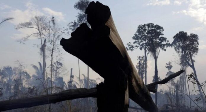 Ja shifra rekord e ambientalistëve të vrarë brenda një viti