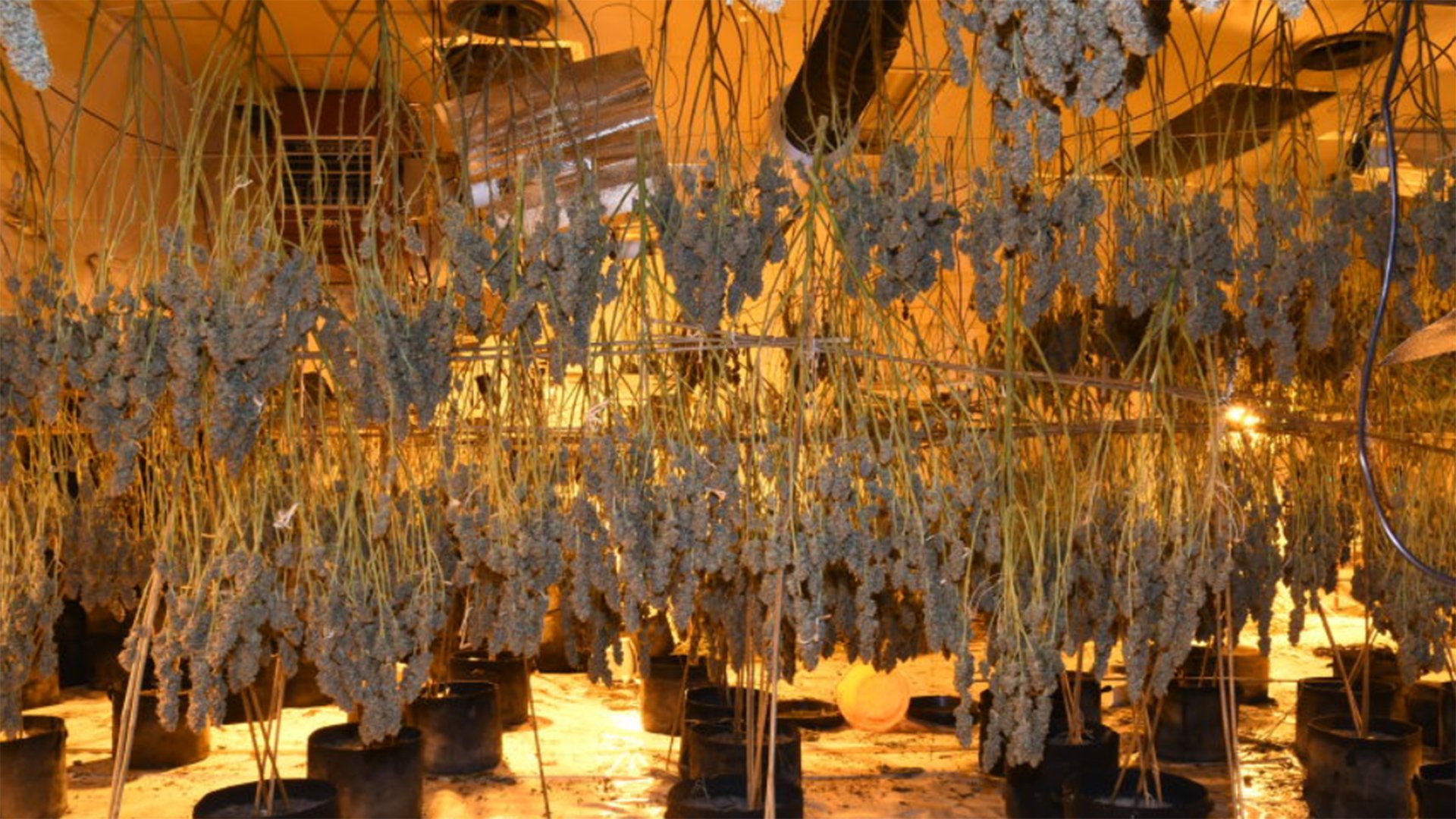 U kapën në “shtëpi bari”, arrestohen tre të rinjtë shqiptarë në Britani (EMRAT+FOTO)