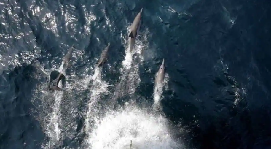 24-vjeçari shpëtohet nga delfinët, pas 14 orësh në det