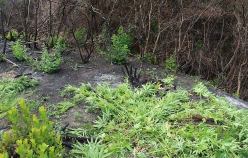Kthyen oborrin e shtëpisë në parcelë hashashi, arrestohet 69-vjeçari, shpallen në kërkim dy të tjerë