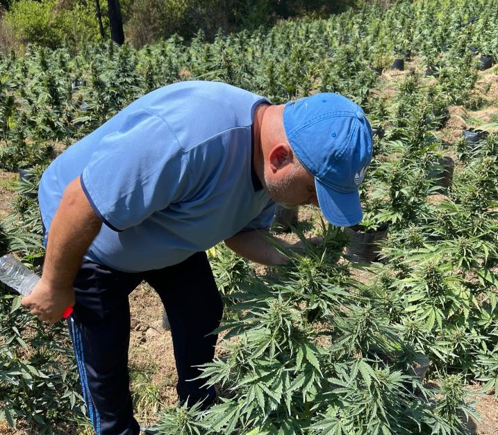 Gazetari Artan Hoxha futet mes parcelës me hashash: Made in Albania, “Gorrilla”