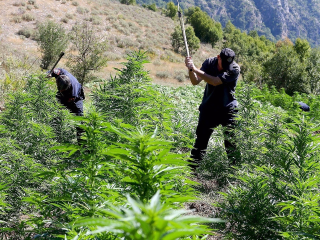 Zbulohet parcela me kanabis, arrestohet 47-vjeçari, procedohet nipi i tij dhe kryeplaku i fshatit