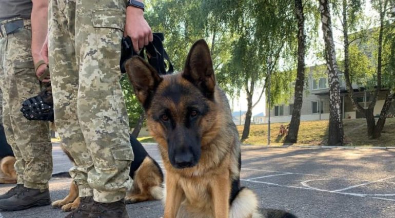 Ushtria amerikane mohon të ketë braktisur qentë në aeroportin e Kabulit