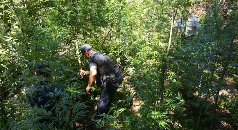 Kultivonin bimë narkotike, SHÇBA pezullon 2 efektivë, arrestohet edhe një tjetër polic