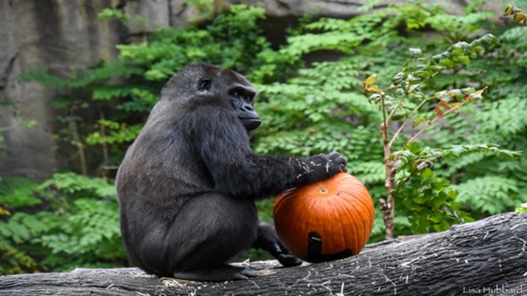 Gorilla më e vjetër e kopshtit zoologjik të Cincinnati mbush 40 vjeç