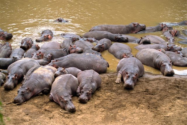 Sterilizohen 24 hipopotamët e baronit të drogës Pablo Escobar