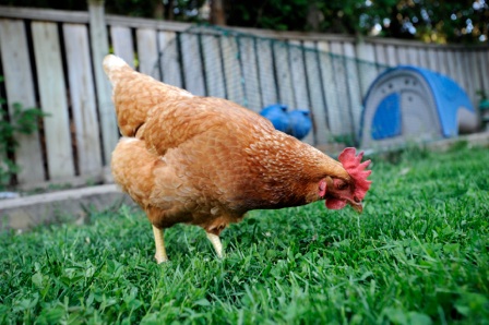 Hyri në oborrin e shtëpisë së tij, i moshuari qëllon me armë zjarri pulën e komshiut