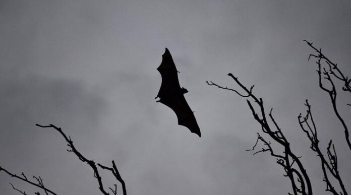 Virusi Nipah, një kërcënim tjetër pandemik. Shkencëtari: Mund të vrasë një në dy veta!