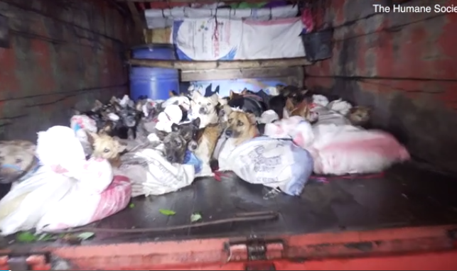 Ishin “një hap” larg therjes për mish, këto janë pamjet e shpëtimit të 53 qenve (FOTO)