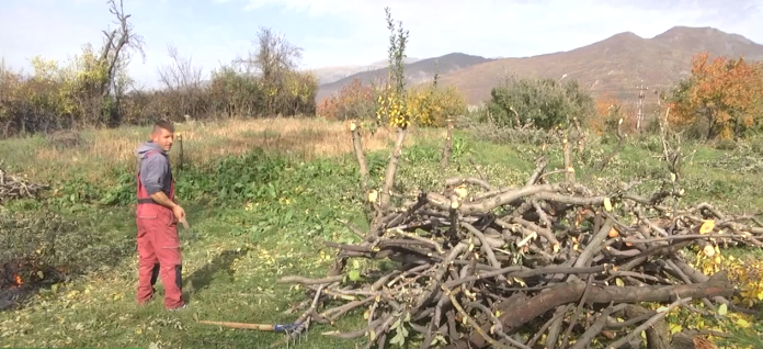 Nuk iu shit prodhimi, fermeri pret gjithë pemët e plantacionit me mollë