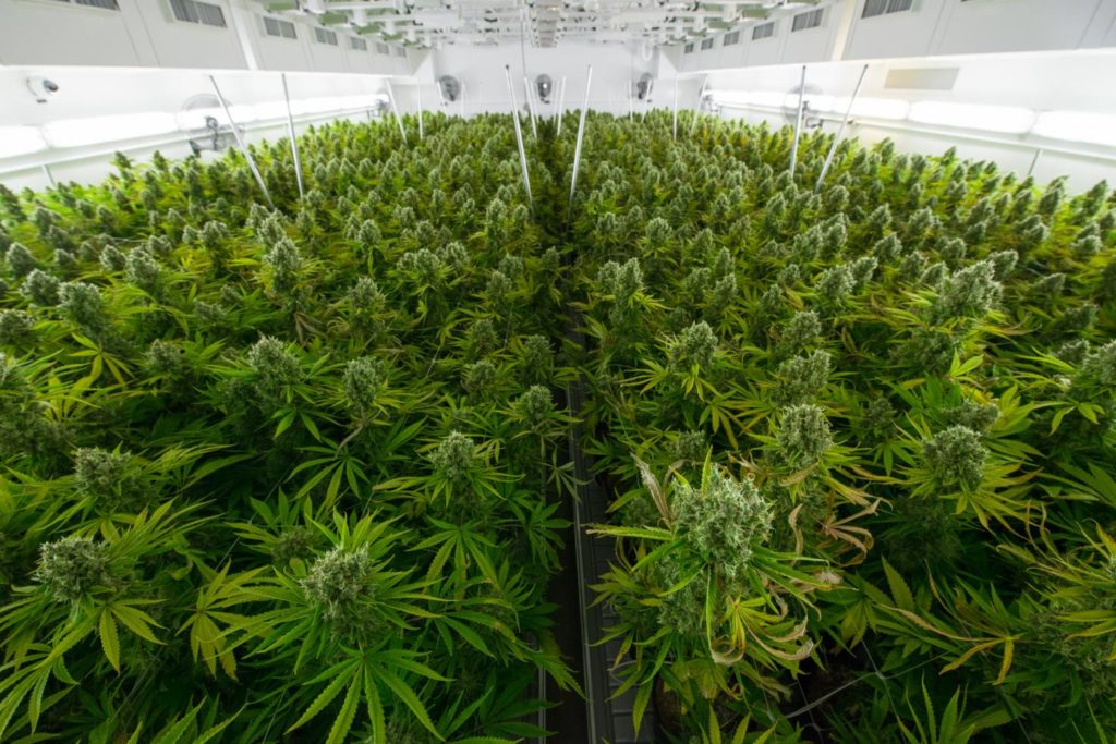 Ky shtet legalizon kultivimin e kanabisit, ja për çfarë do të përdoret