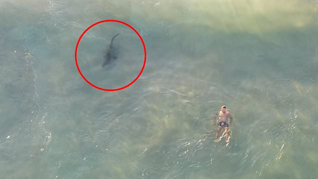 Momentet e frikshme, notari e gjen veten pak metra larg peshkaqenit (VIDEO)