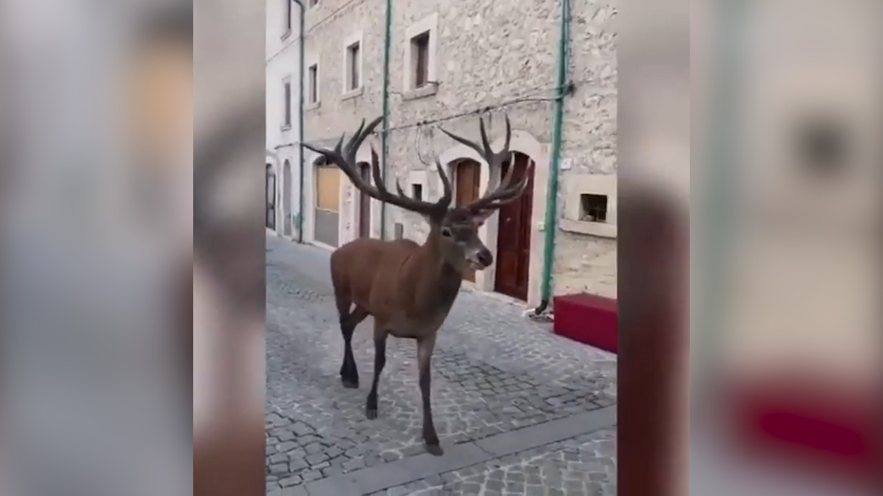 Një dre i mrekullueshëm “shëtit” nëpër rrugët e fshatit mesjetar (VIDEO)