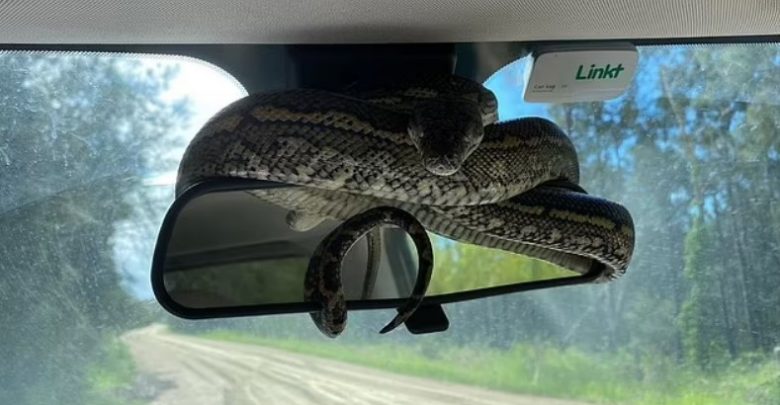 Familja kthehet në makinë dhe gjen rreth pasqyrës gjarprin mbi 1 metër (FOTO)