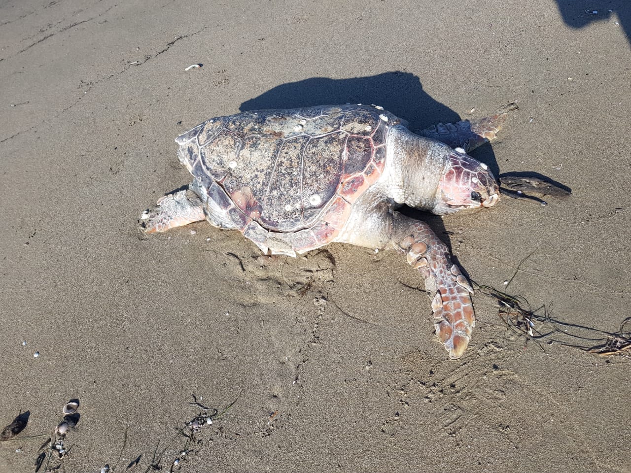 Breshka e detit gjendet e ngordhur në plazhin e Durrësit (FOTO)