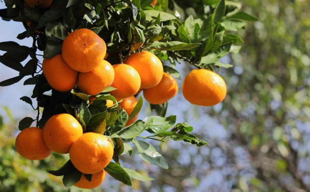 5 arsye të rëndësishme për të konsumuar më shumë mandarina