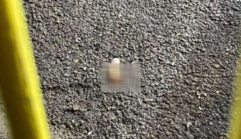 Pamje të rënda/ Tifozi i Uest Hemit humbet gishtin gjatë festës së golit (VIDEO)