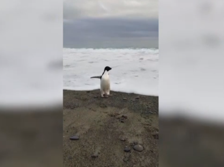 Një pinguin gjendet papritur në plazh, 3000 km larg habitatit të tij natyror (VIDEO)