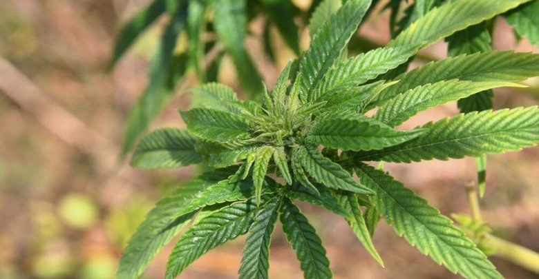 Kush është vendi i parë në Europë që legalizoi Marijuanën