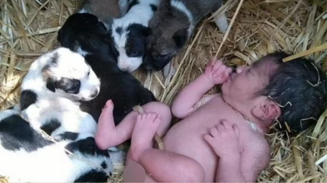 Prindërit braktisin foshnjën, gjendet në mes të këlyshëve të qenit