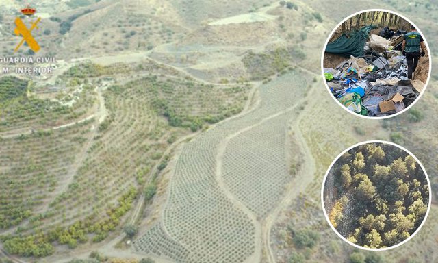 Shqiptarët shndërruan pyjet e Spanjës në plantacione kanabisi (VIDEO)