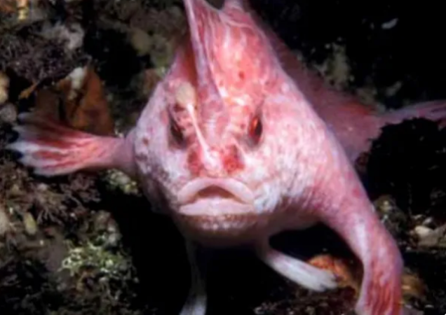 Shfaqet peshku që lëviz me duar, u pa për herë të fundit në vitin 1999