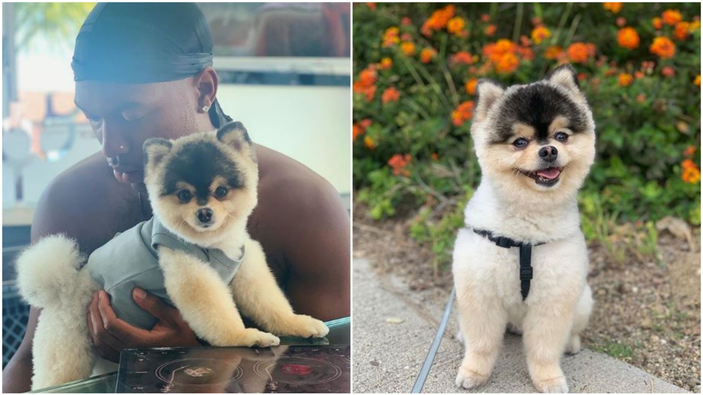 Daniel Sturridge i detyruar të paguajë më shumë se 20 mijë euro për personin që i gjeti qenin