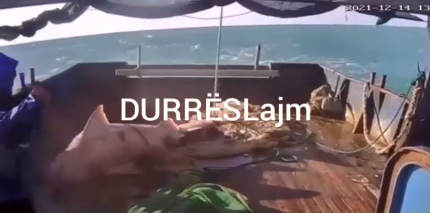 Durrës, kapet peshkaqeni dem, frikëson peshkatarët që i afrohen brenda në anije (VIDEO)