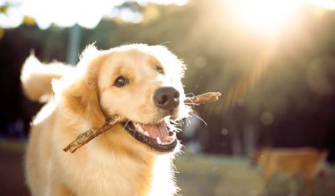 Pesë kafshët që e ndryshuan përgjithmonë njerëzimin