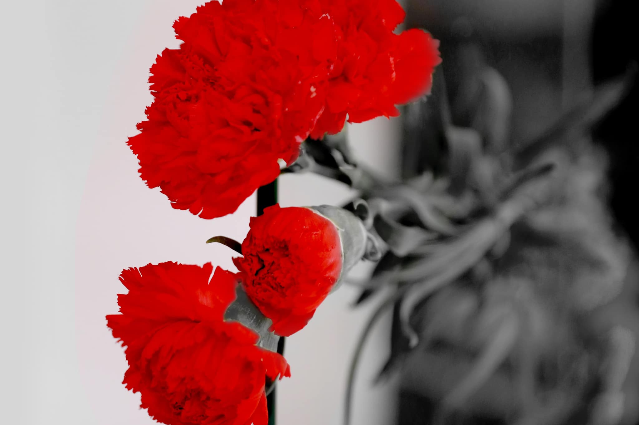 21 janari/ Rama: Vrasja barbare e 4 protestuesve paqësorë kërkon drejtësi!