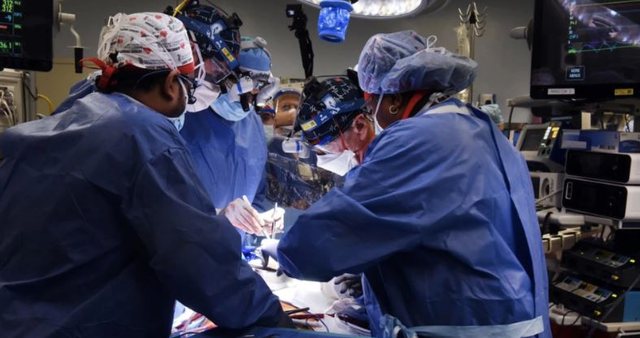 Transplanti i zemrës nga derri te njeriu/ Zbulohet “përbërësi” sekret që përdorën mjekët