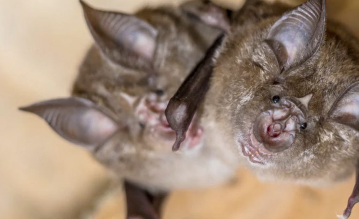 Nga do të dalë koronavirusi i ri, që do të shkaktojë pandeminë e radhës?