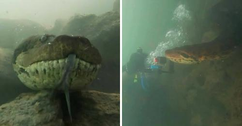 Zhytësi tregon eksperiencën e pazakontë me “përbindëshin” e thellësive (VIDEO)