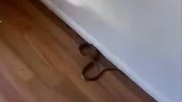 Gjarpri i dytë më vdekjeprurës në botë gjendet poshtë shtratit të fëmijës