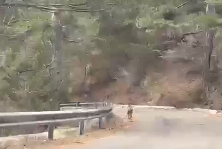 Ishte zhdukur prej vitesh, kaprolli rishfaqet në parkun kombëtar të Qafshtamës